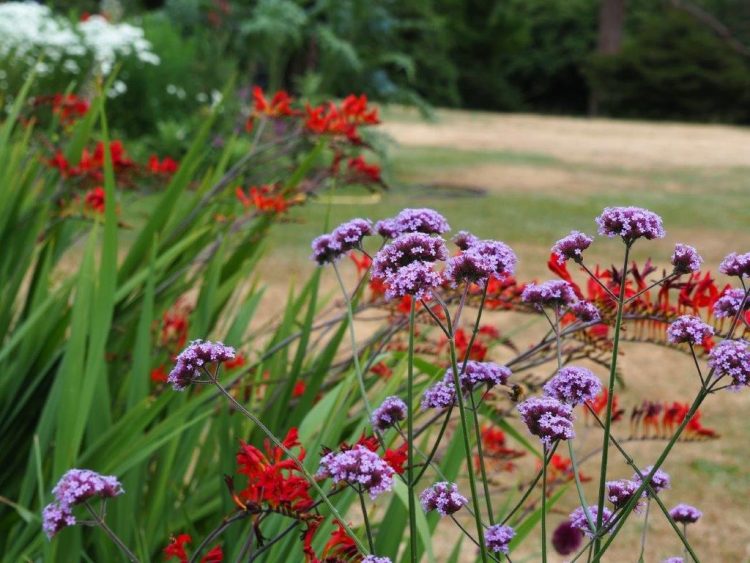 Organic Verbena bonariensis