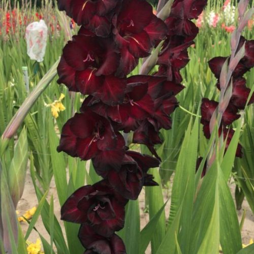 Organic Gladiolus Black Sea