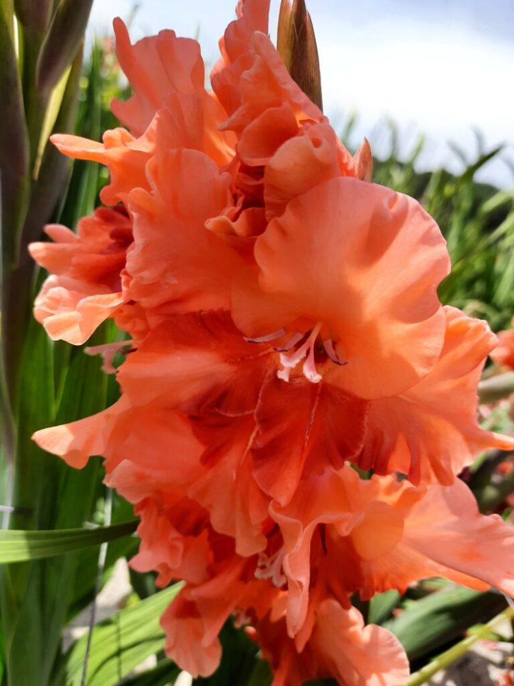 Organic Gladiolus 'Coral Beauty'
