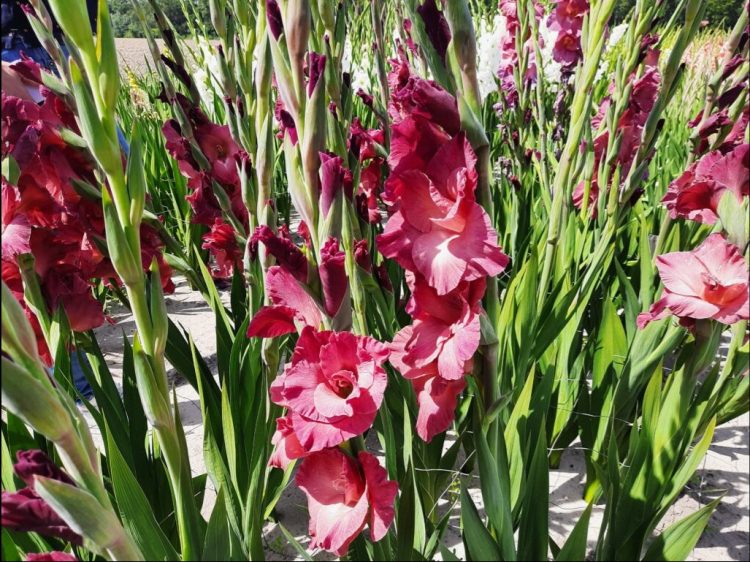 Organic Gladiolus Indian Summer