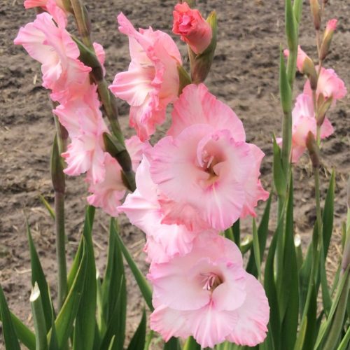 Organic Gladiolus New Release