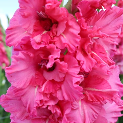 Organic Gladiolus 'Sweet Love'