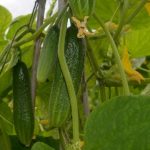 Organic Seeds Cucumber - Gherkin Hokus