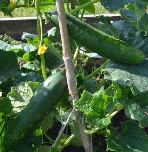 Organic Cucumber Tanja Seeds