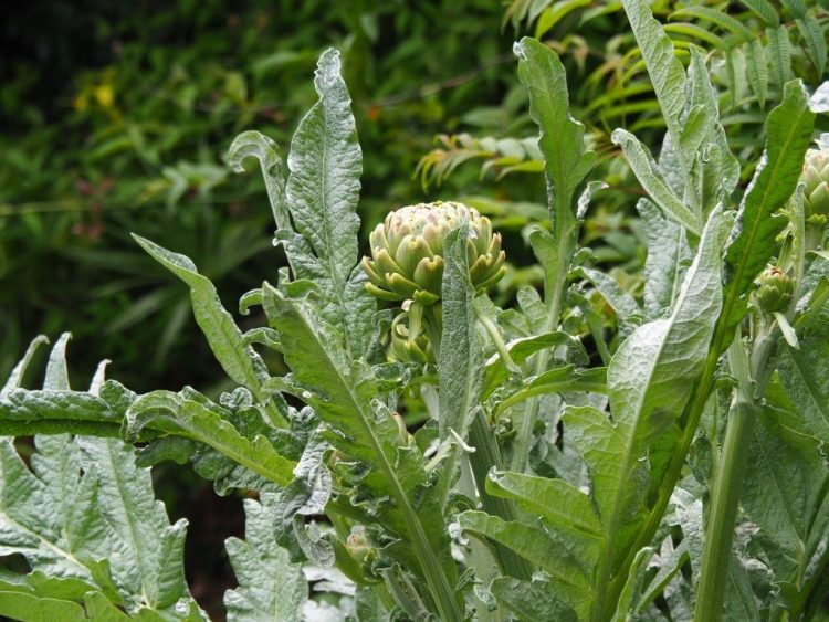 Organic Artichoke - Cynara Green Globe