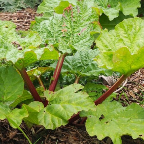 Organic Rhubarb rheum Victoria