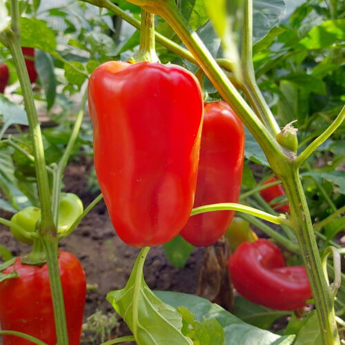 Pepper d'Asti Rosso