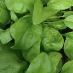 Organic Spinach Early Giant Leaf