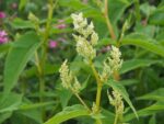 Organically grown Persicaria Polymorpha