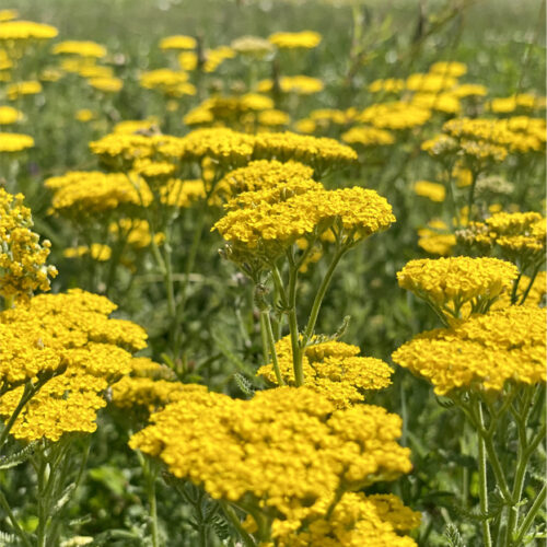 Achillea filipendulina 'Cloth of Gold' (Organic)