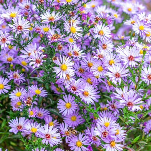 Aster Ageratoides ‘Asran’ (Organic)