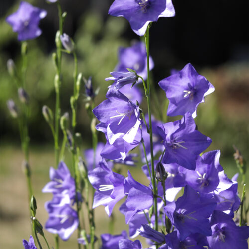 Campanula persicifolia 'Caerulea' (Organic)