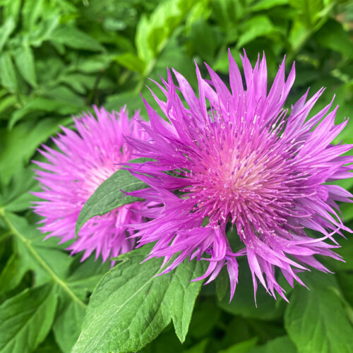 Centaurea dealbata ‘Bright Rose’ (Organic)