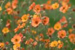 Geum 'Totally Tangerine' - Eco-friendly grown