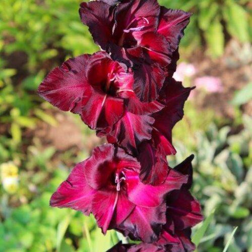 Organic Gladiolus Black Sea