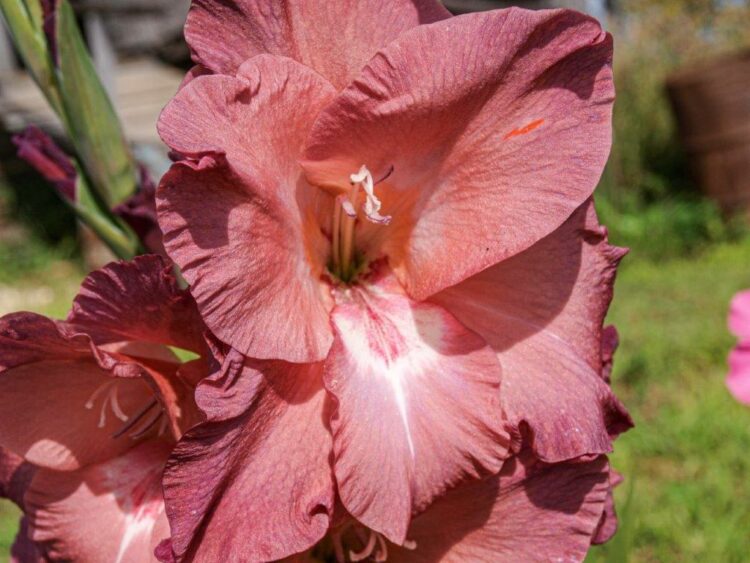 Organic Gladiolus Indian Summer