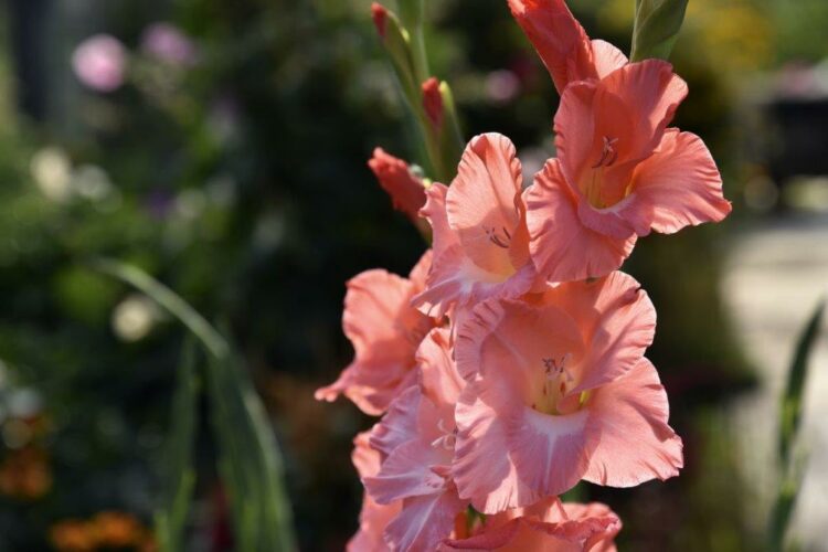 Organic Gladiolus New Release