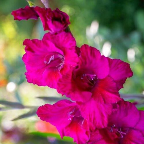 Organic Gladiolus Sweet Love