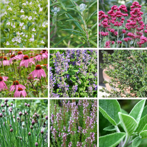 Organic Perennial Herb Garden Collection