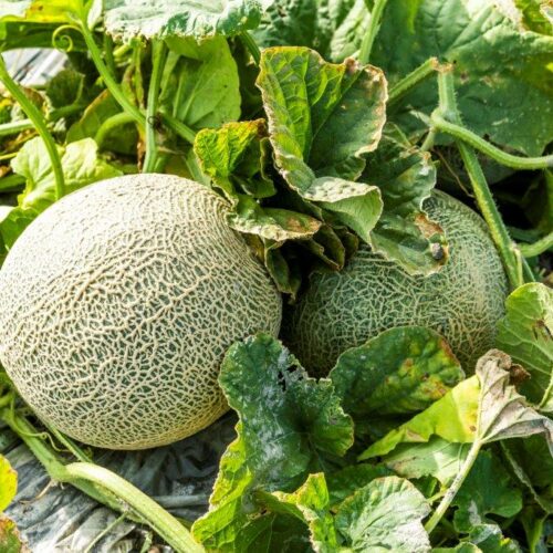 Organic Seed Melon Sivan F1