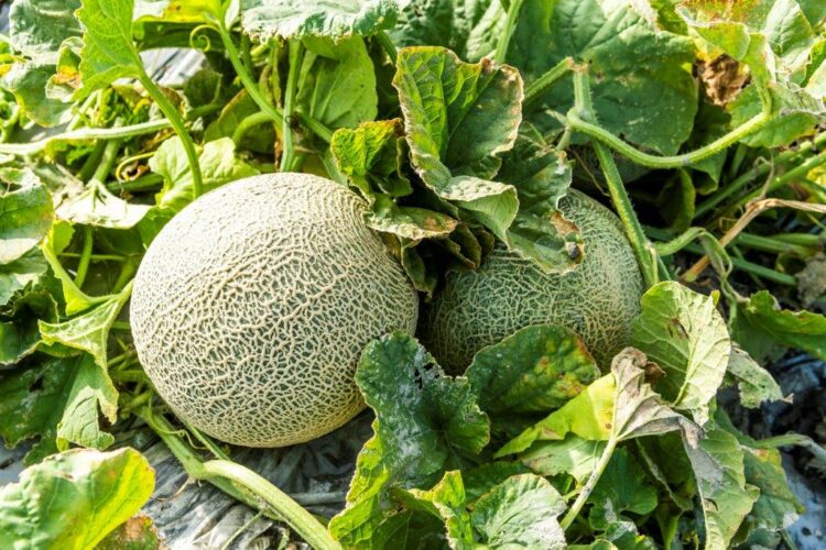 Organic Seed Melon Sivan F1