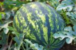 Organic Seeds Watermelon Crimson Sweet