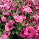 Organic Lavatera trimestris seeds