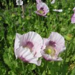 Organic Papaver somniferum - Blue Poppy seeds
