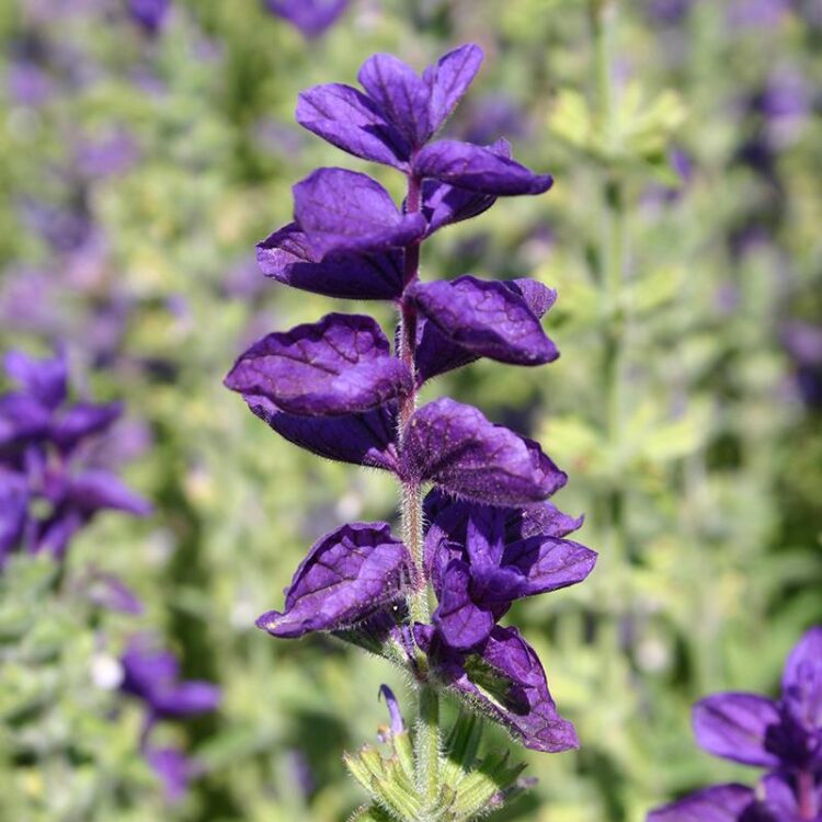 Organic Salvia viridis blue
