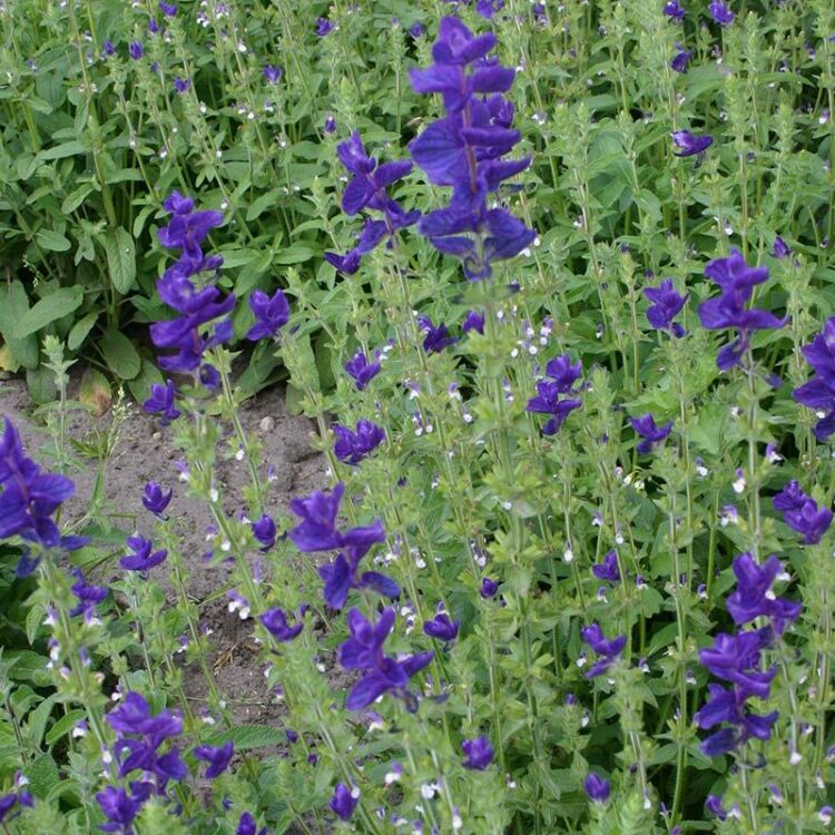 Organic Salvia viridis blue