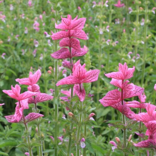 Organic Salvia viridis pink