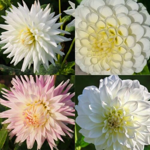 Organic Dahlia Collection Ivory Enchantment