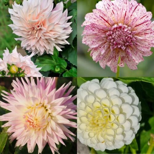 Organic Dahlia Collection ‘Coral Enchantment’