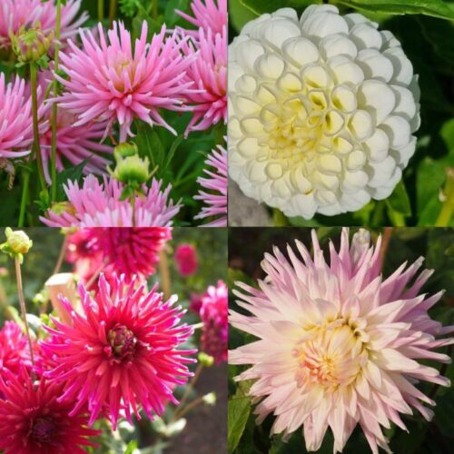 Organic Dahlia Collection ‘Light Breeze’