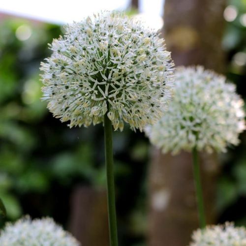 Organic Allium ampeloprasum 'Ping Pong'