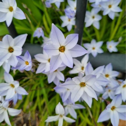 Organic Ipheion uniflorum 'Wisley Blue'