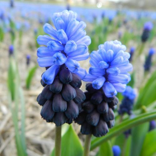 Organic Muscari latifolium