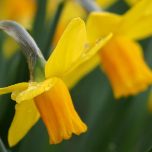 Organic Narcissus 'Jetfire'