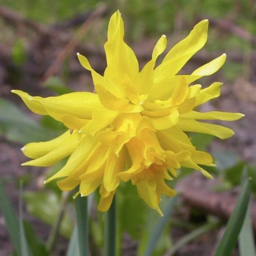 Organic Narcissus 'Rip van Winkle'