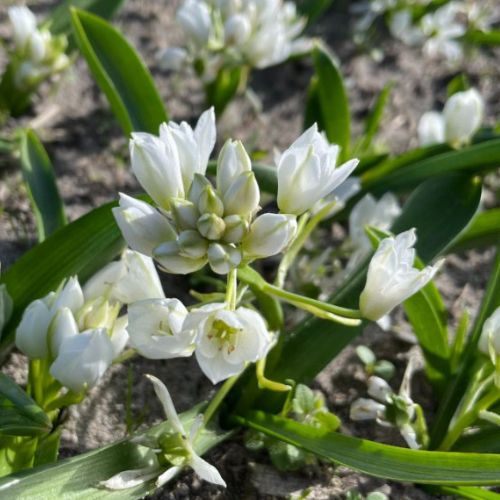 Organic Ornithogalum oligophyllum 'White Trophey'