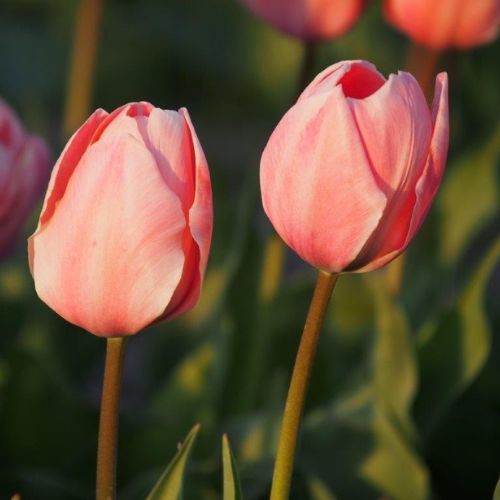 Organic Tulip 'Apricona'