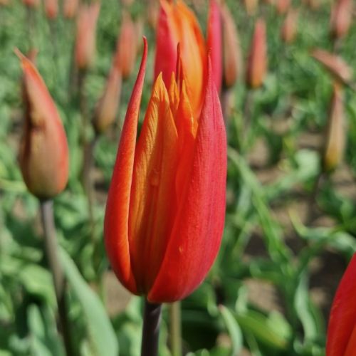 Organic Tulip 'Ballerina'