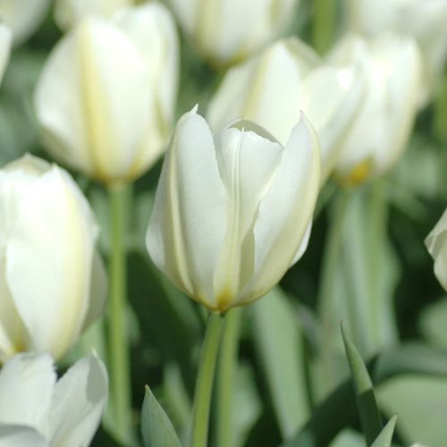 Organic Tulip 'Purissima' / Organic Tulip 'White Emperor'