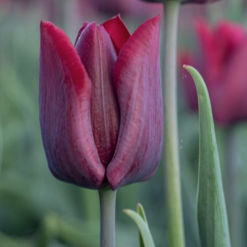 Organic Tulip 'Ronaldo'