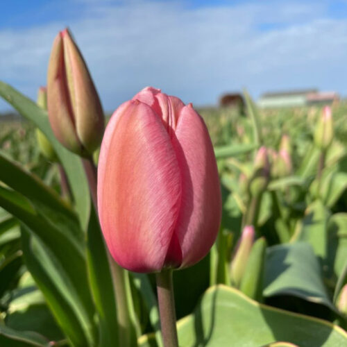 Organic Tulipa 'Design Impression'