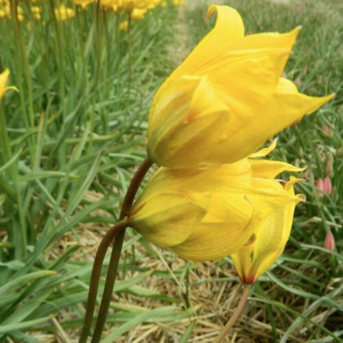 Organic Tulipa sylvestris