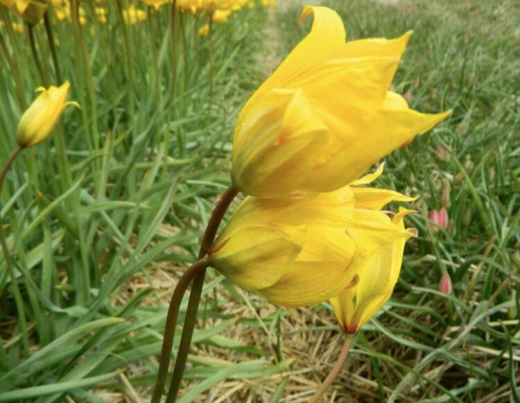 Organic Tulipa sylvestris