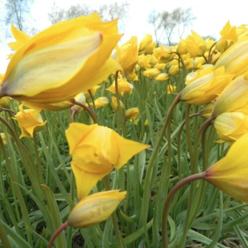 Organic Tulipa sylvestris