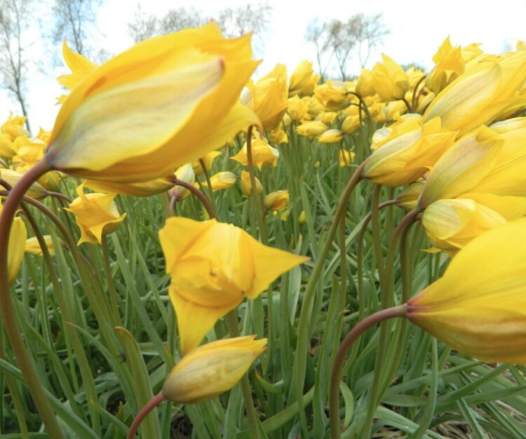 Organic Tulipa sylvestris