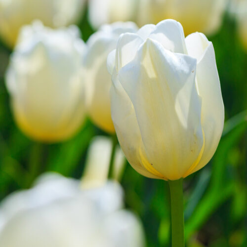 Organic Tulip 'Purissima'